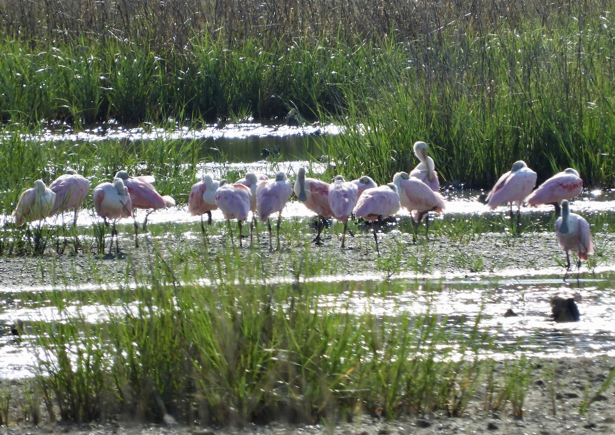 Espátula Rosada - ML637787897