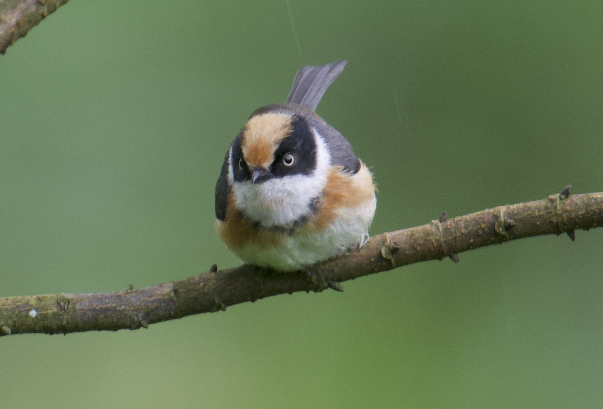 Black-throated Tit (Black-throated) - ML637787923