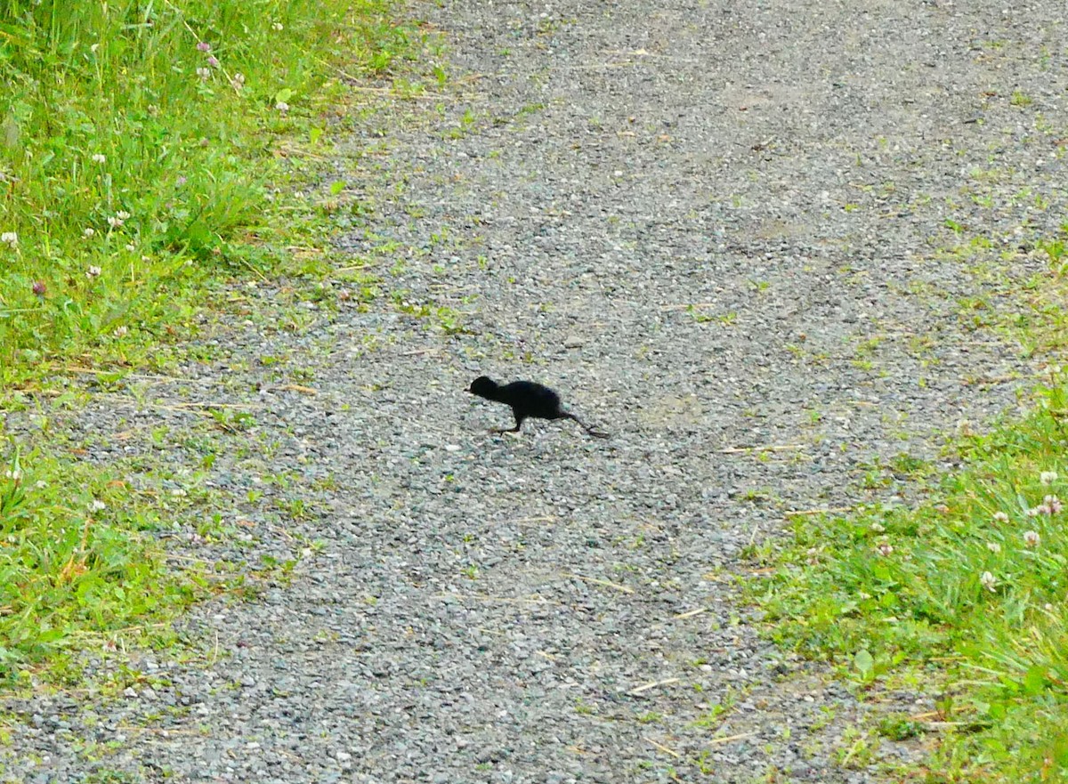 Virginia Rail - ML637787924