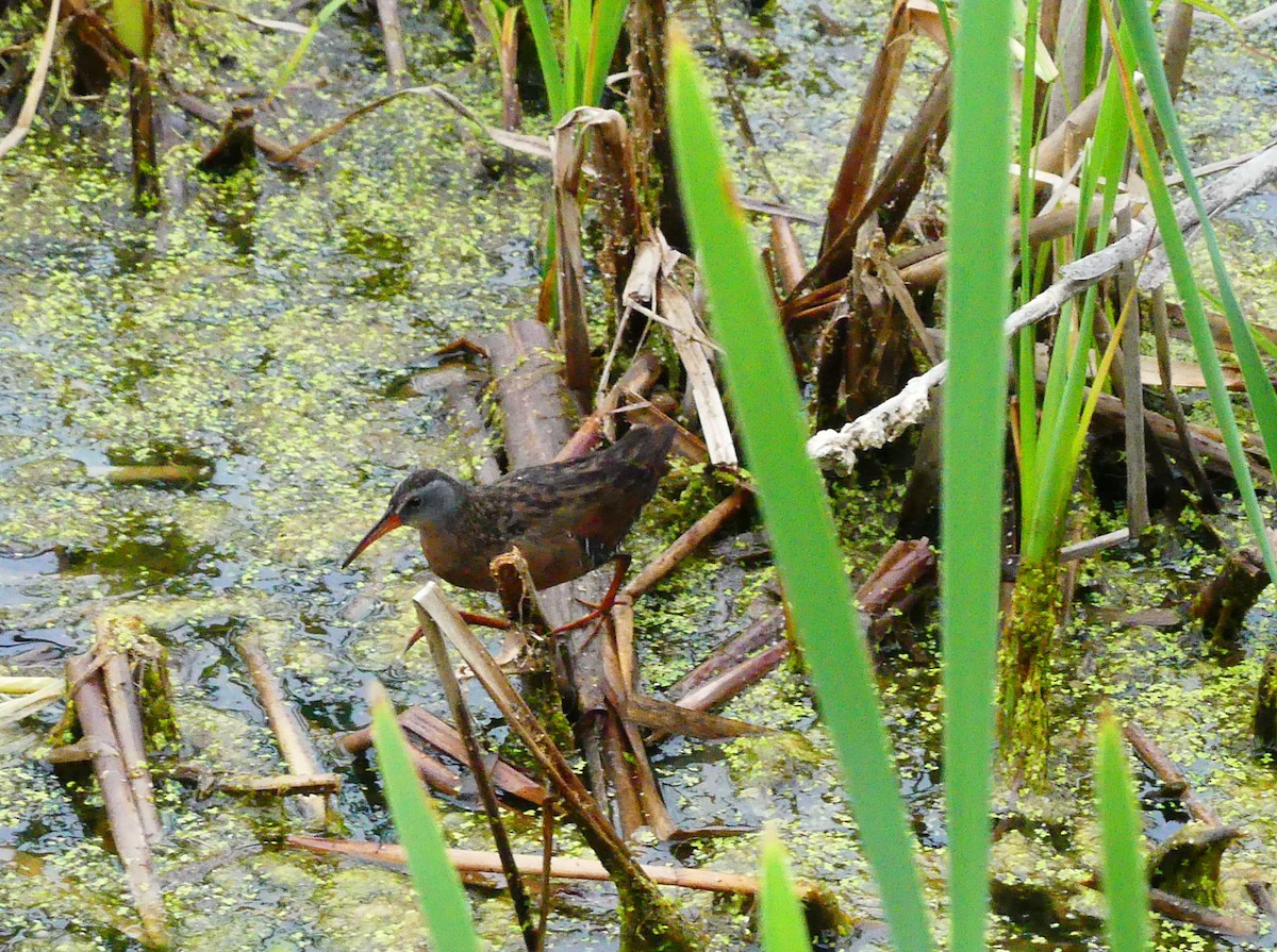 Virginia Rail - ML637787925