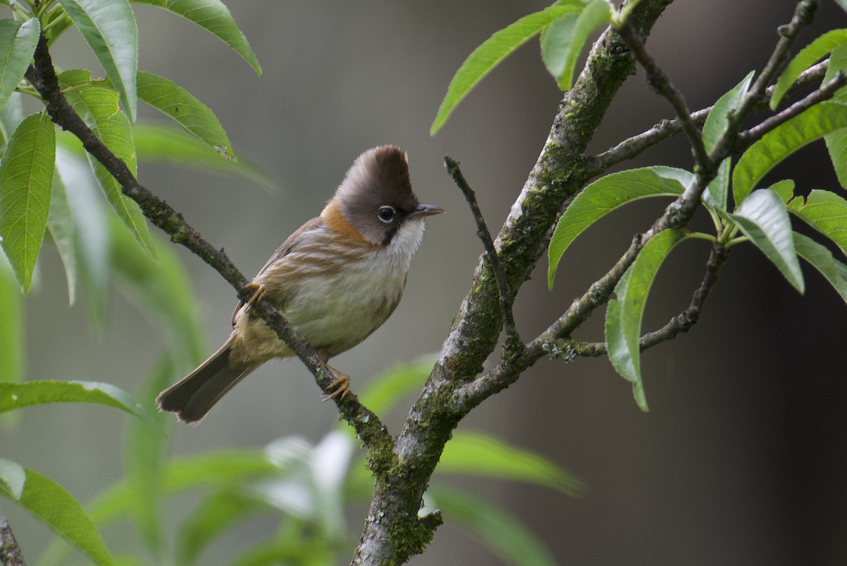 Whiskered Yuhina - ML637787932