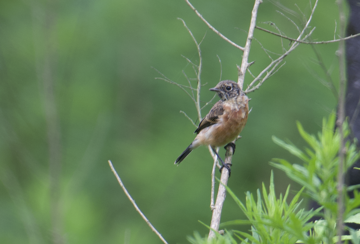 Siberian Stonechat (Przevalski's) - ML637787965