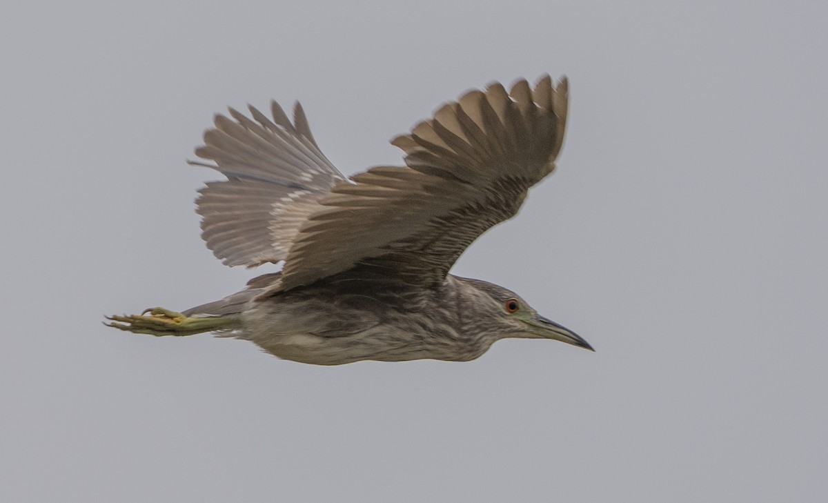 Black-crowned Night Heron - ML637787991