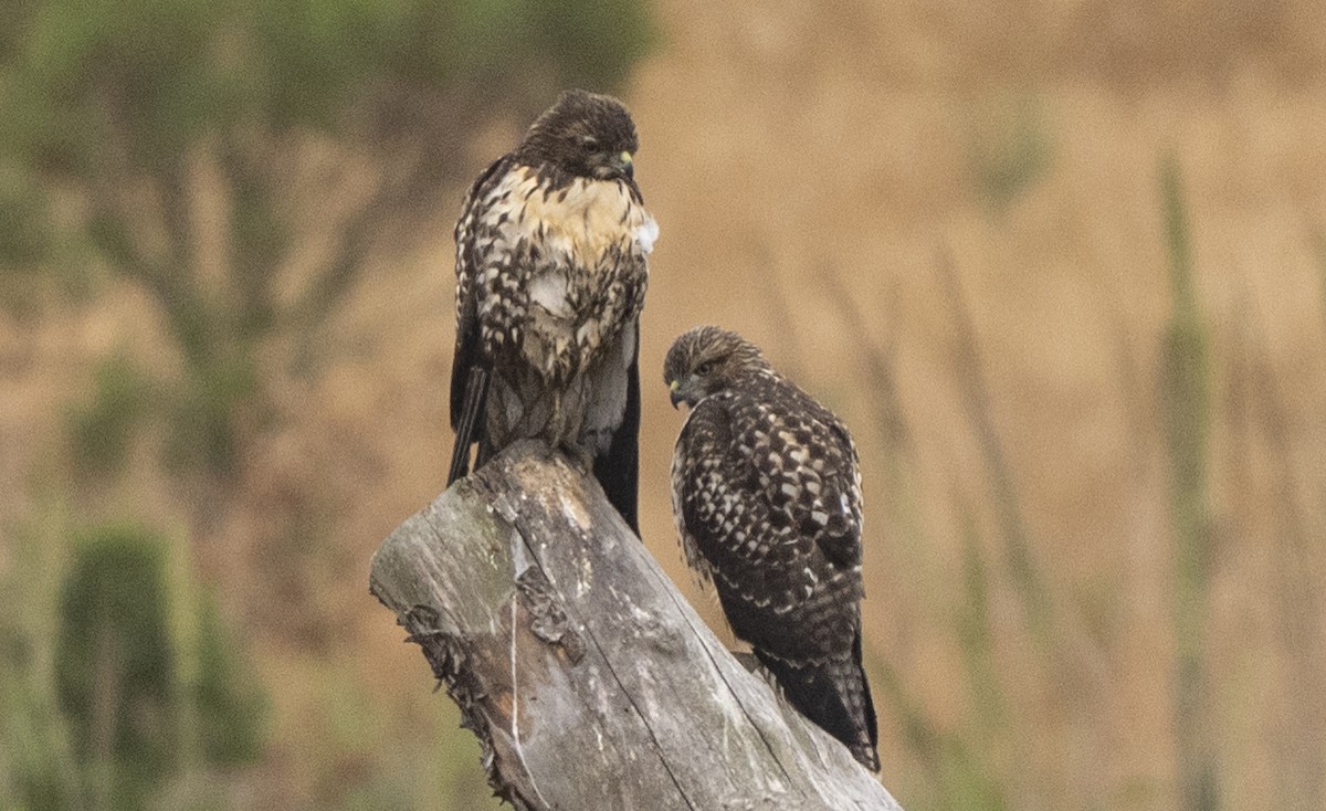 Red-tailed Hawk - ML637788000