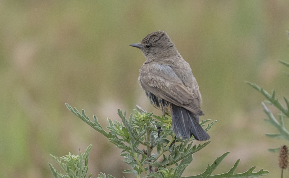 Say's Phoebe - ML637788006