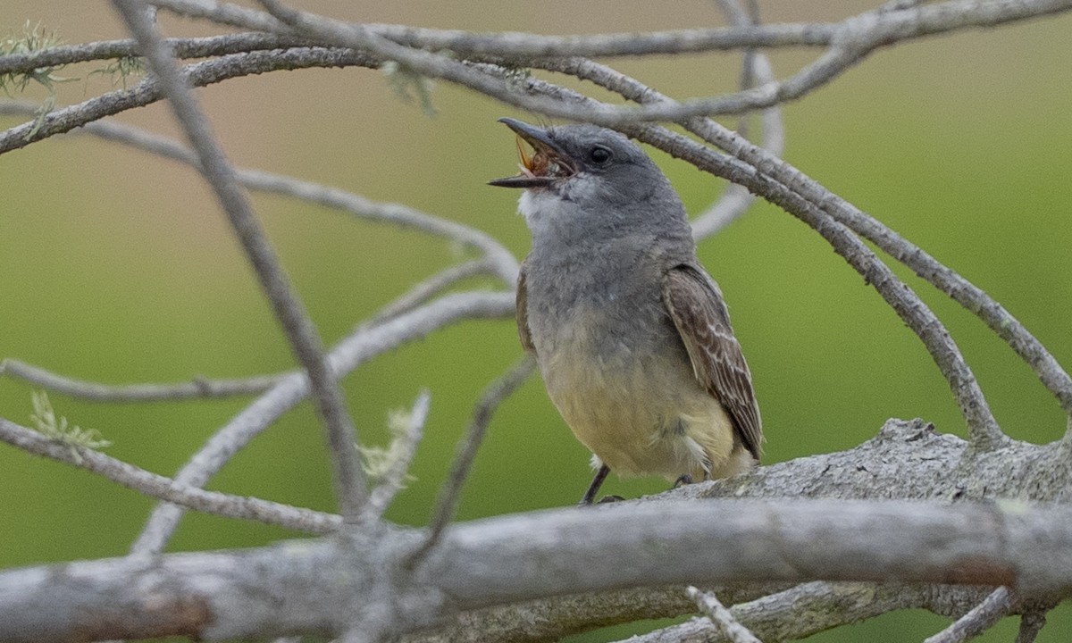 Cassin's Kingbird - ML637788012