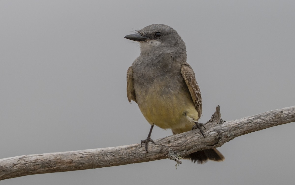 Cassin's Kingbird - ML637788013