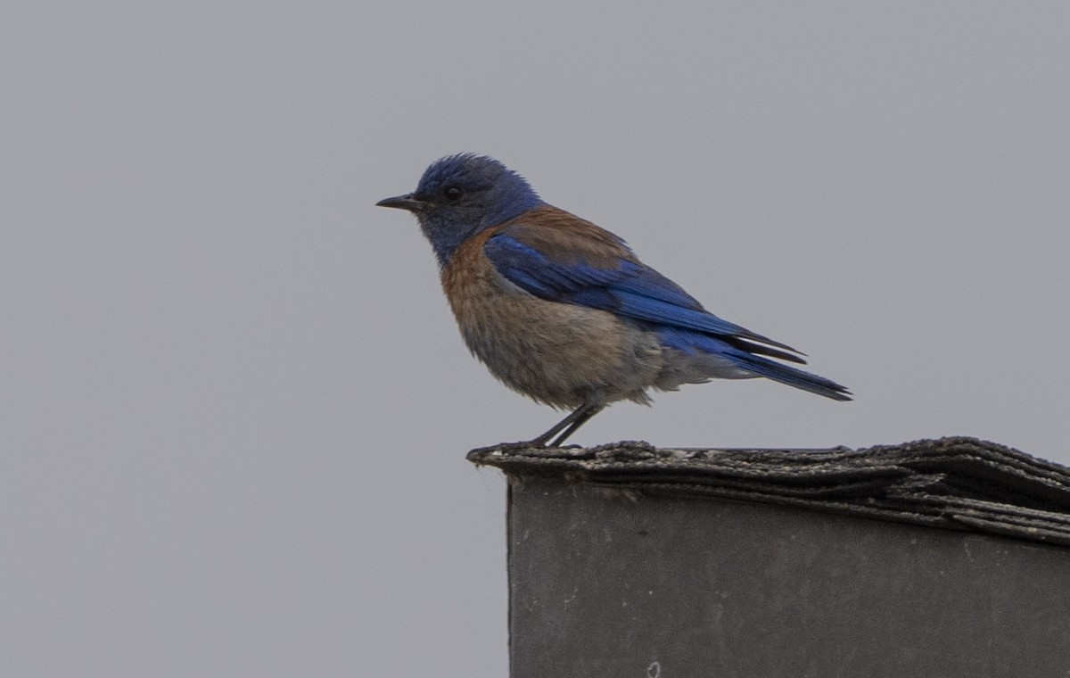 Western Bluebird - ML637788026
