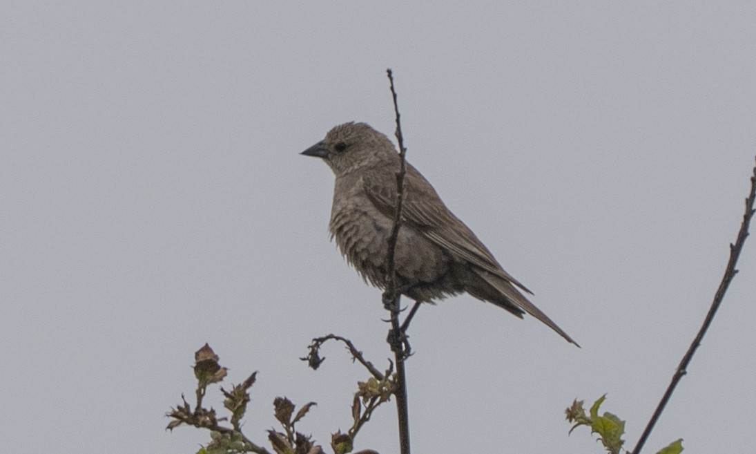 Brown-headed Cowbird - ML637788031
