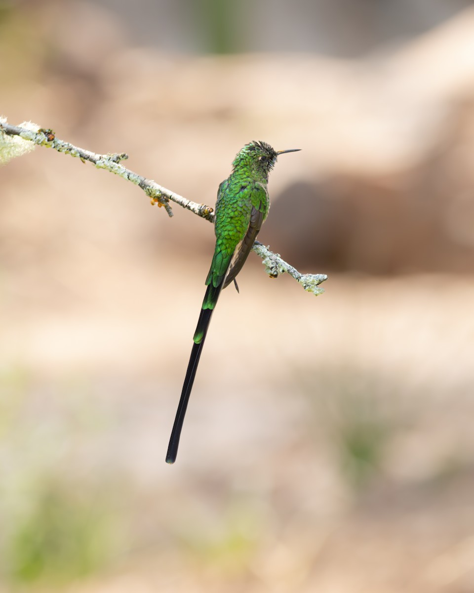 Black-tailed Trainbearer - ML637788057