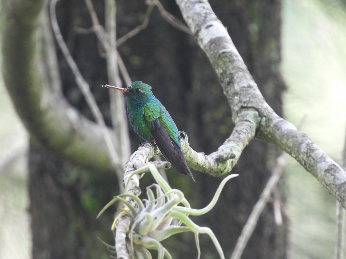 Canivet's Emerald (Salvin's) - ML637788103