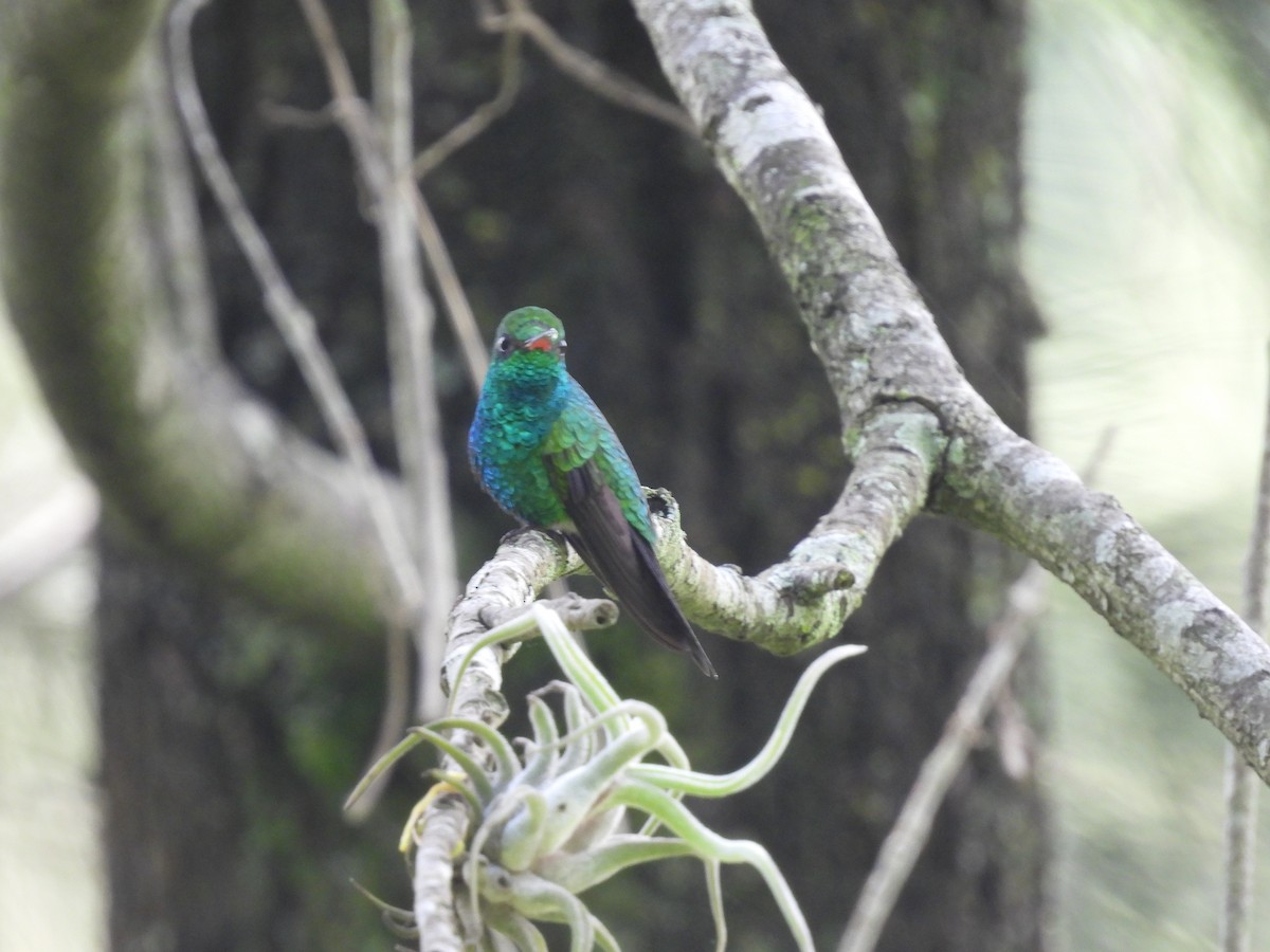Canivet's Emerald (Salvin's) - ML637788106