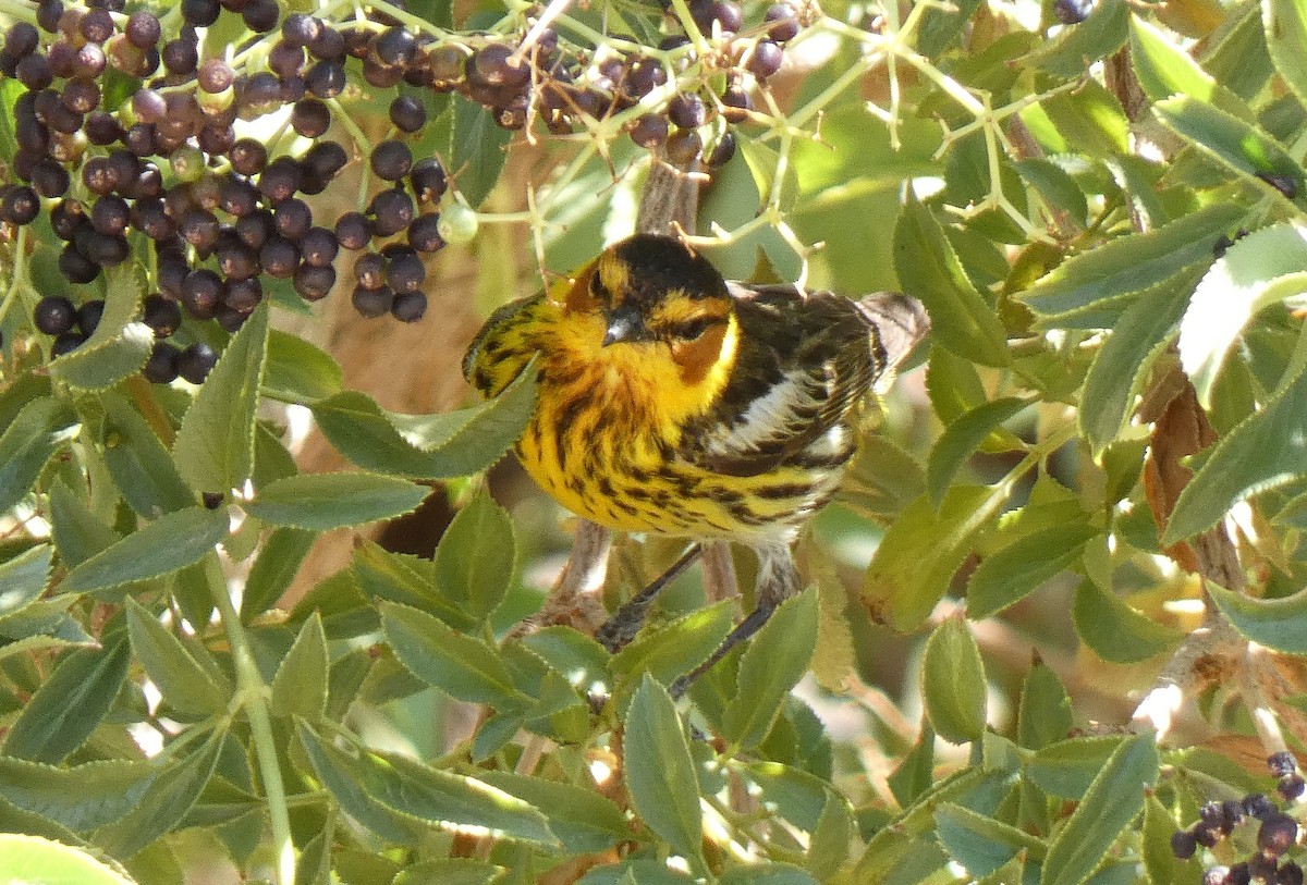 Cape May Warbler - ML637788123
