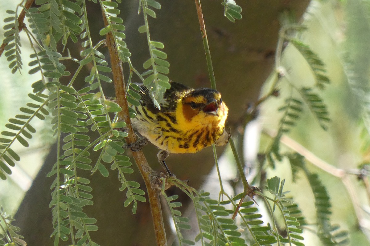 Cape May Warbler - ML637788124