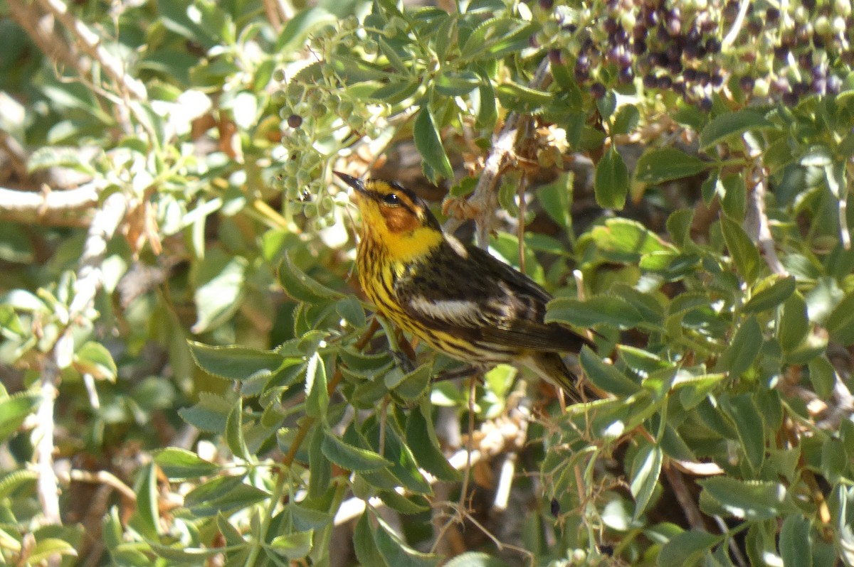 Cape May Warbler - ML637788125