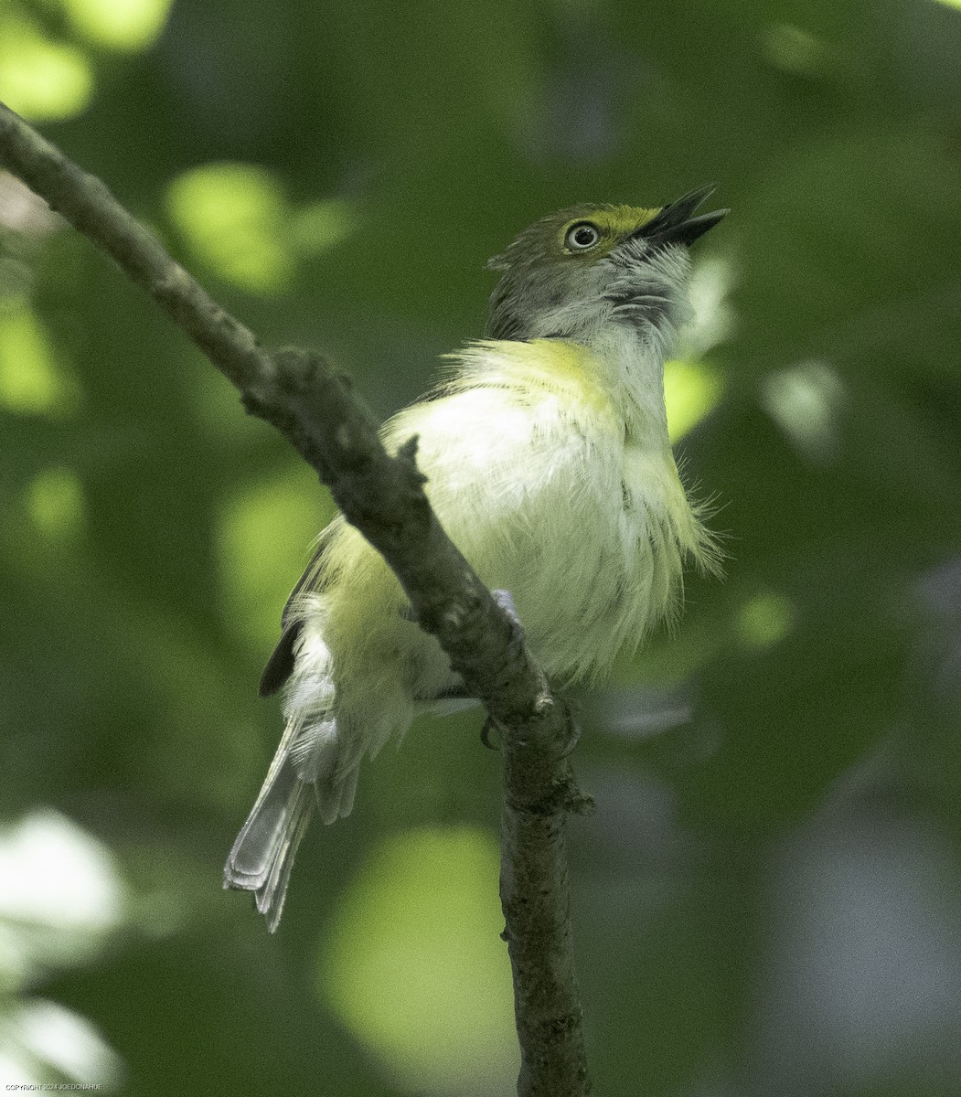 White-eyed Vireo - ML637788128