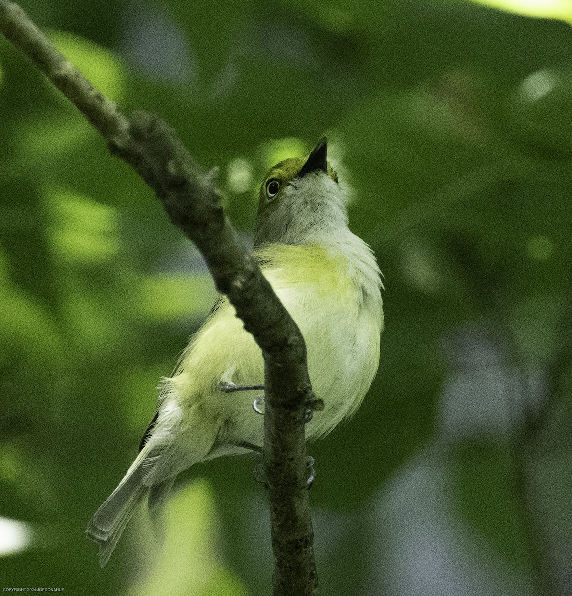 White-eyed Vireo - ML637788130