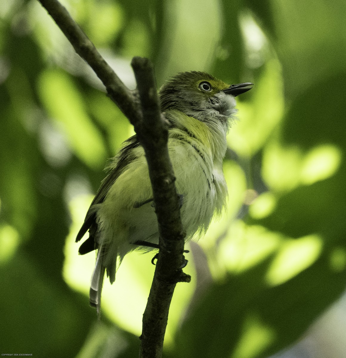 White-eyed Vireo - ML637788132