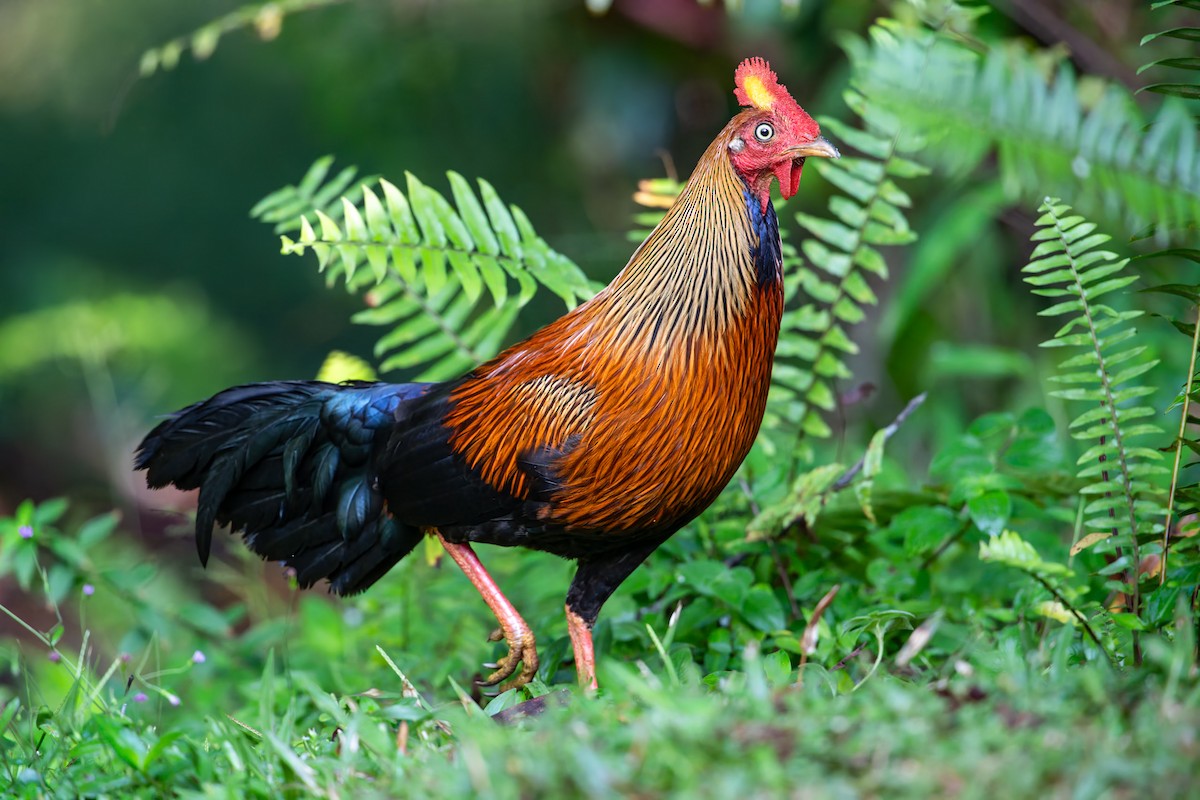 Sri Lanka Junglefowl - ML637788137