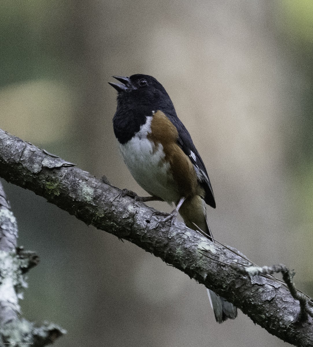 Eastern Towhee - ML637788165