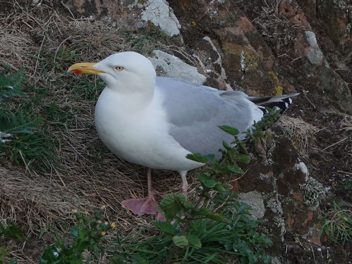 European Herring Gull - ML637788179