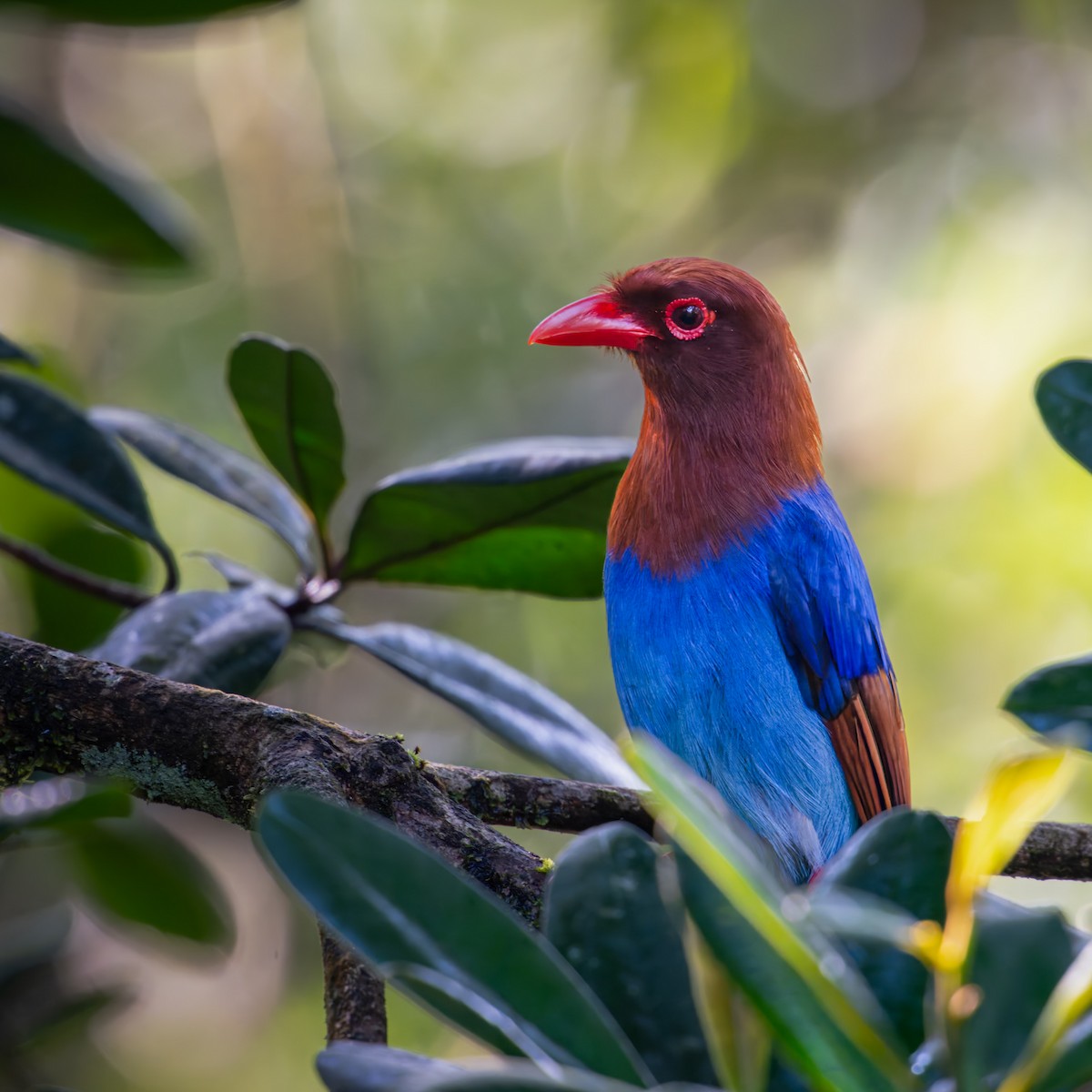 Sri Lanka Blue-Magpie - ML637788187