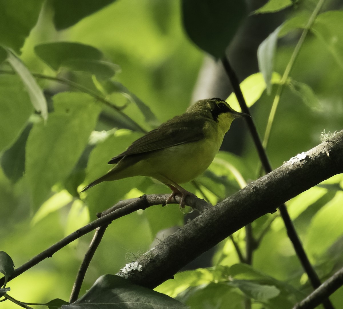 Kentucky Warbler - ML637788193