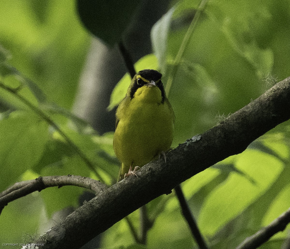 Kentucky Warbler - ML637788194