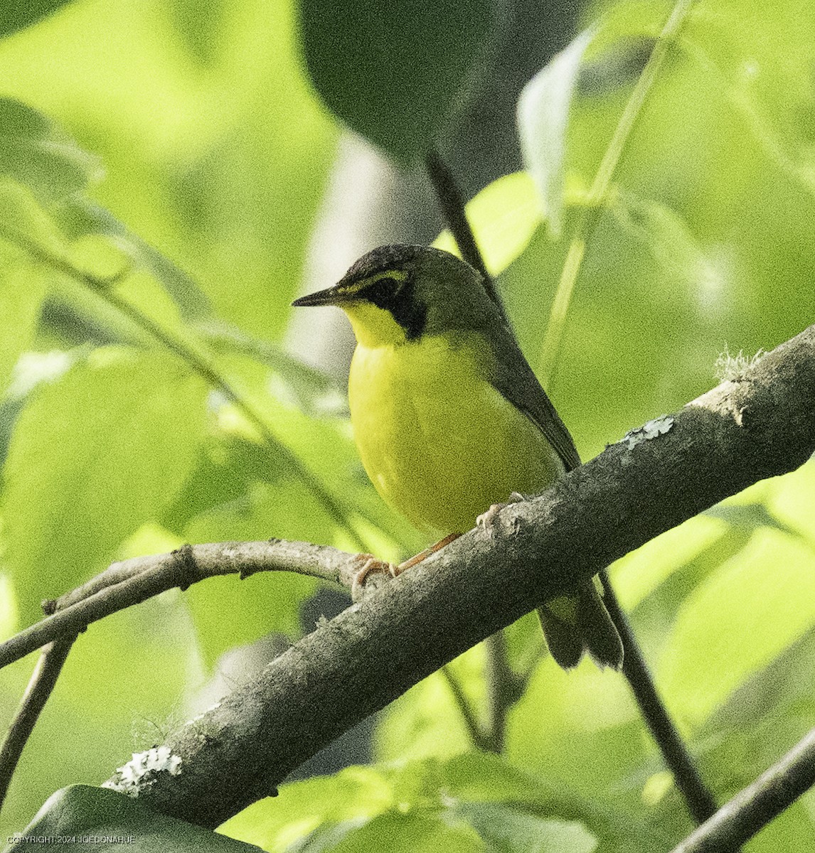 Kentucky Warbler - ML637788195