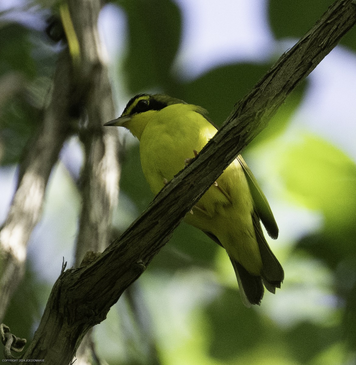 Kentucky Warbler - ML637788197