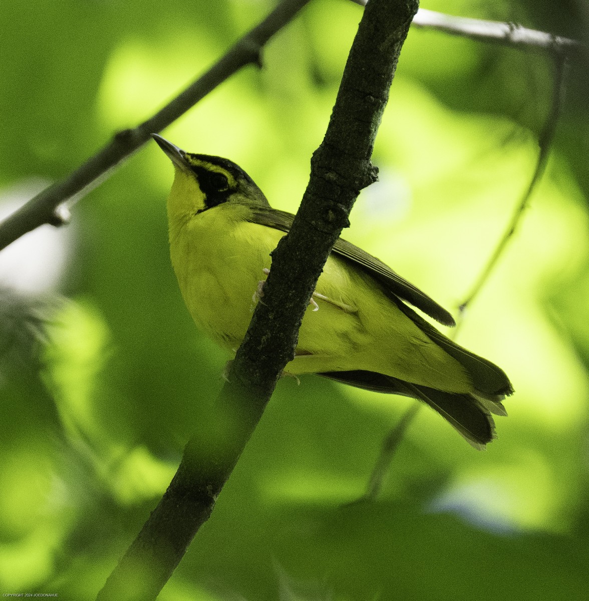 Kentucky Warbler - ML637788199