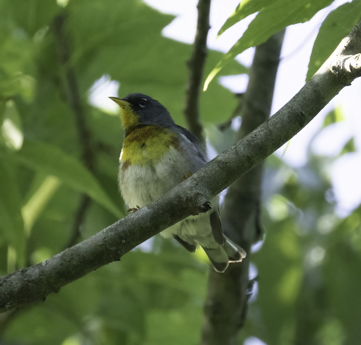 Northern Parula - ML637788225