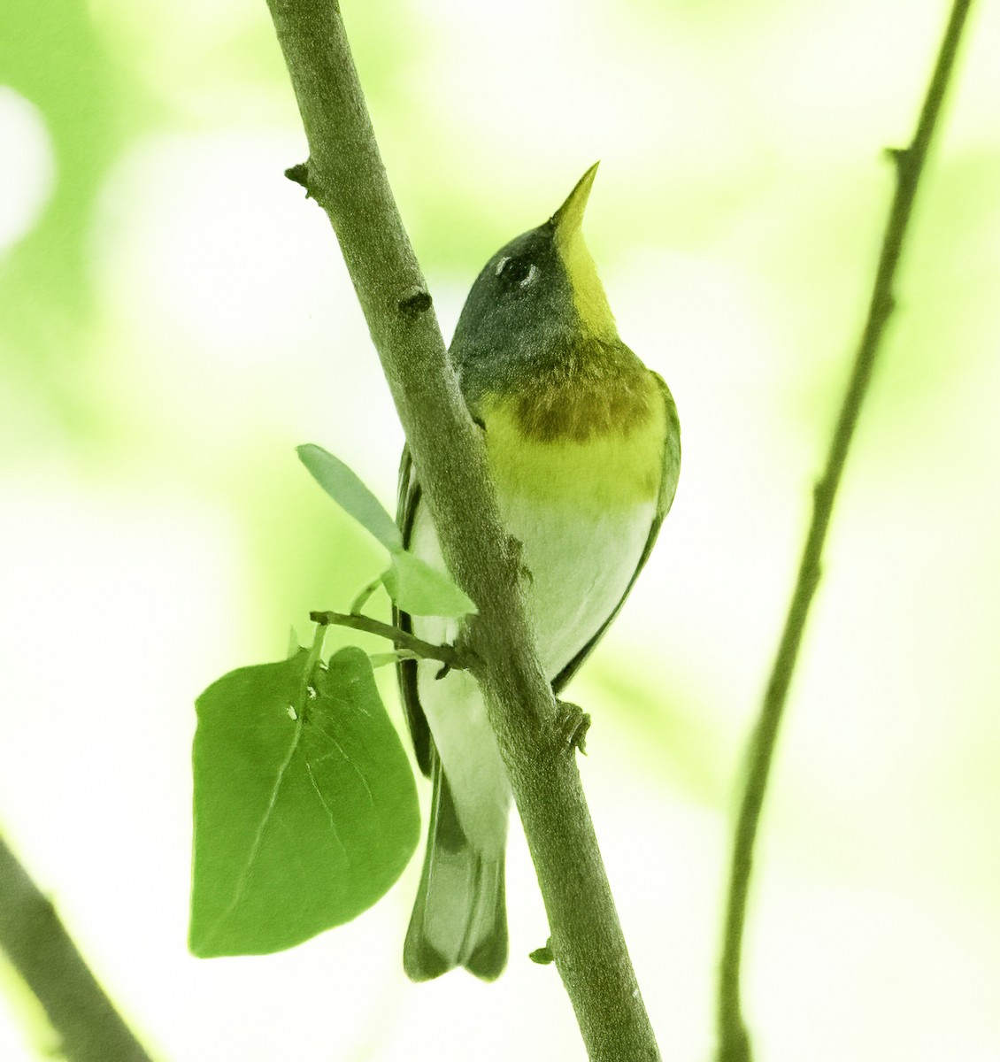 Northern Parula - ML637788226