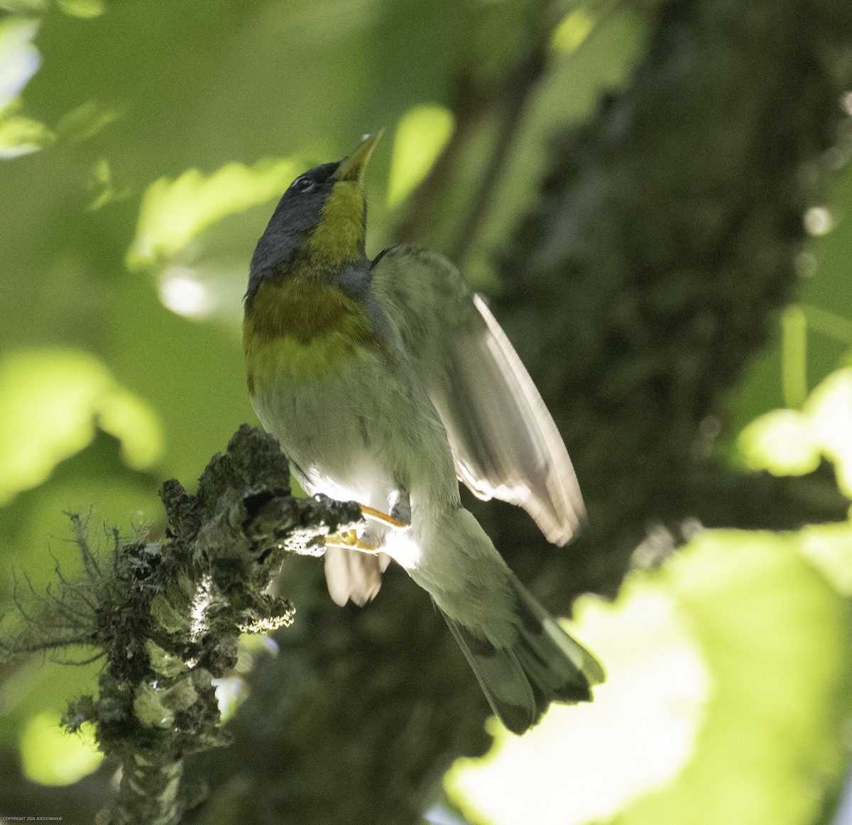 Northern Parula - ML637788227