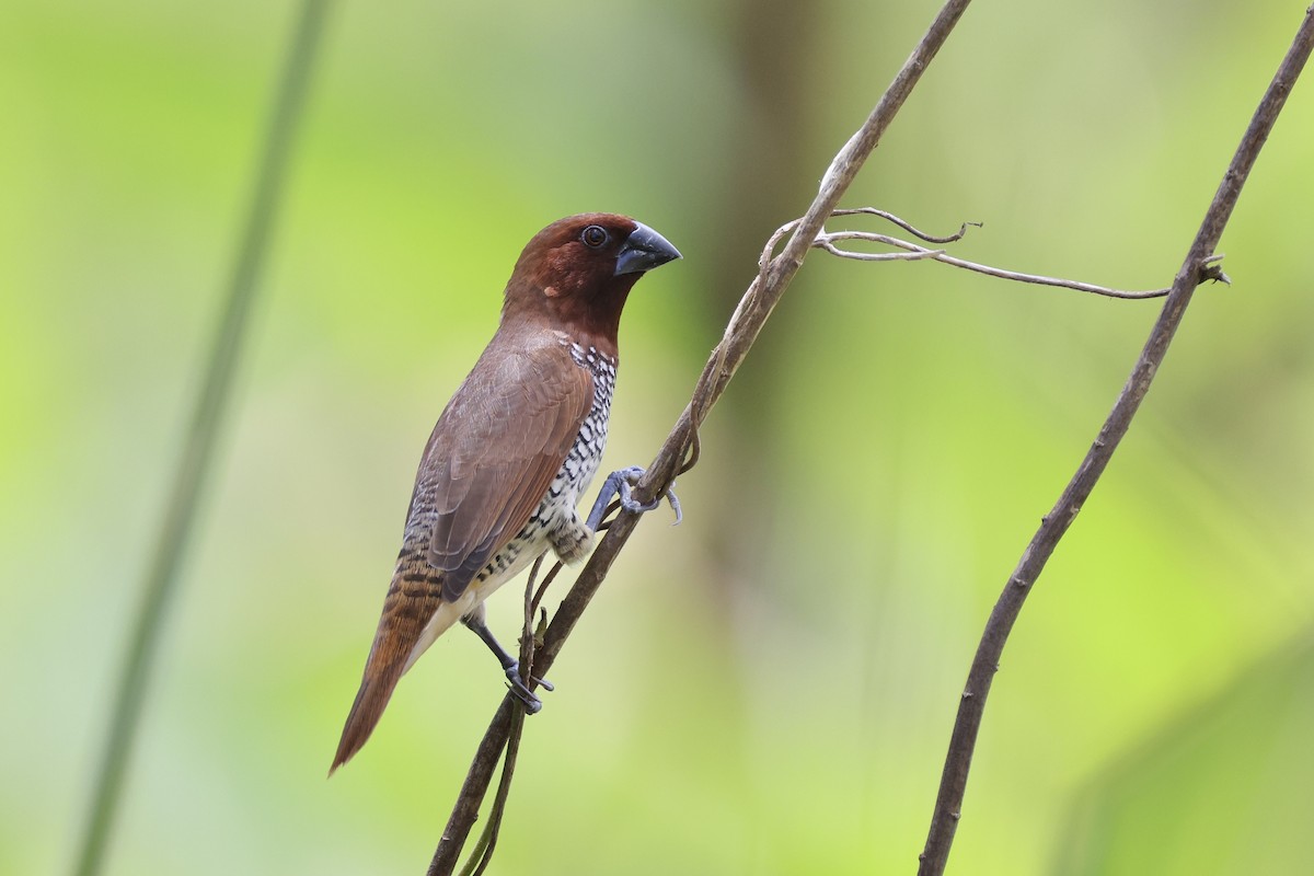 シマキンパラ - ML637788257