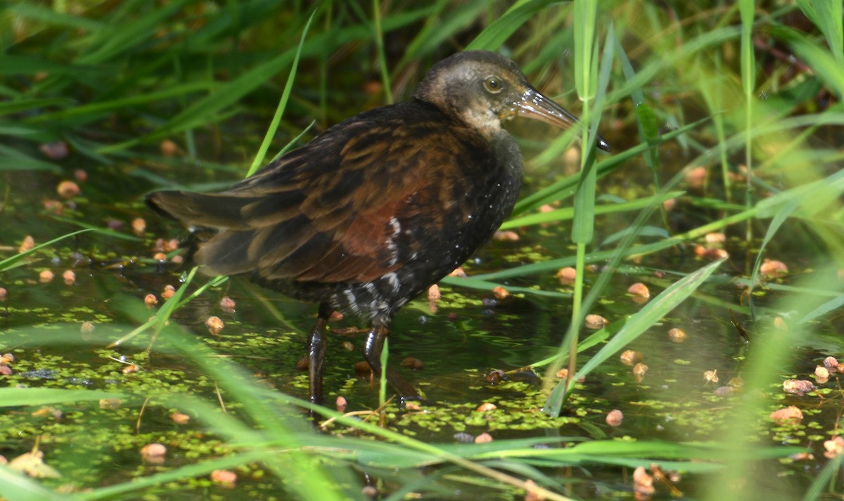 Virginia Rail - ML637788418