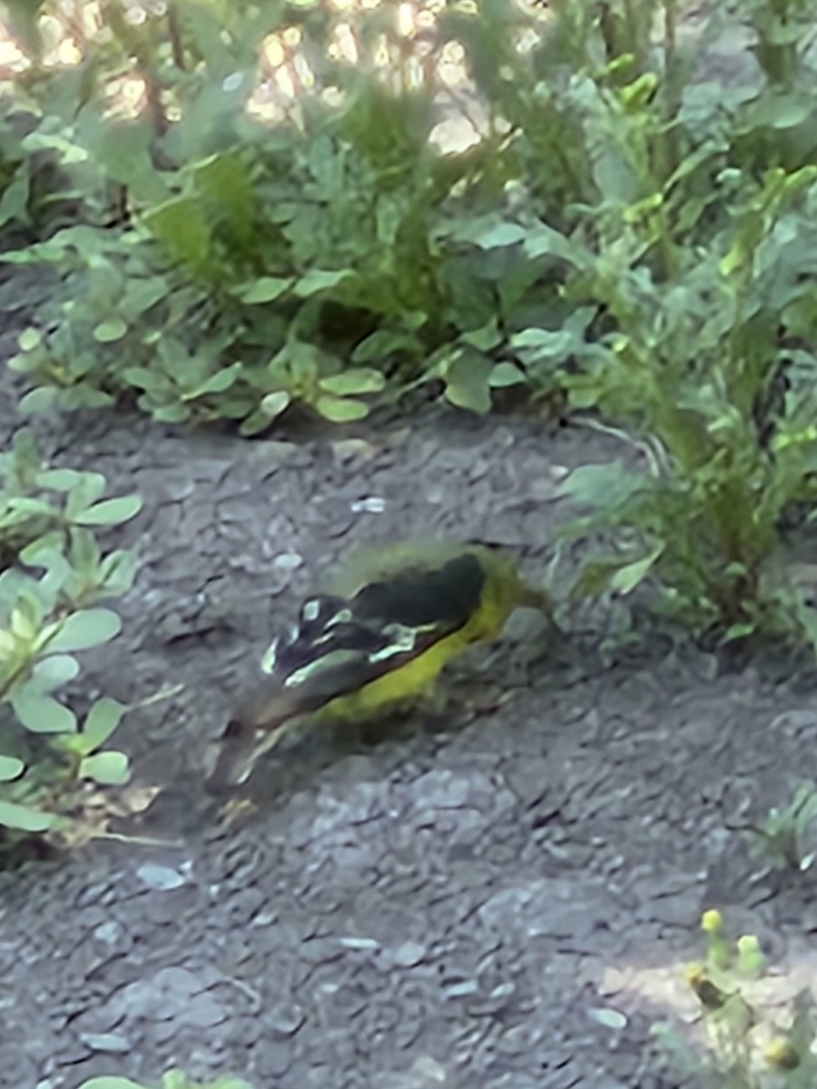 Lesser Goldfinch - ML637788419