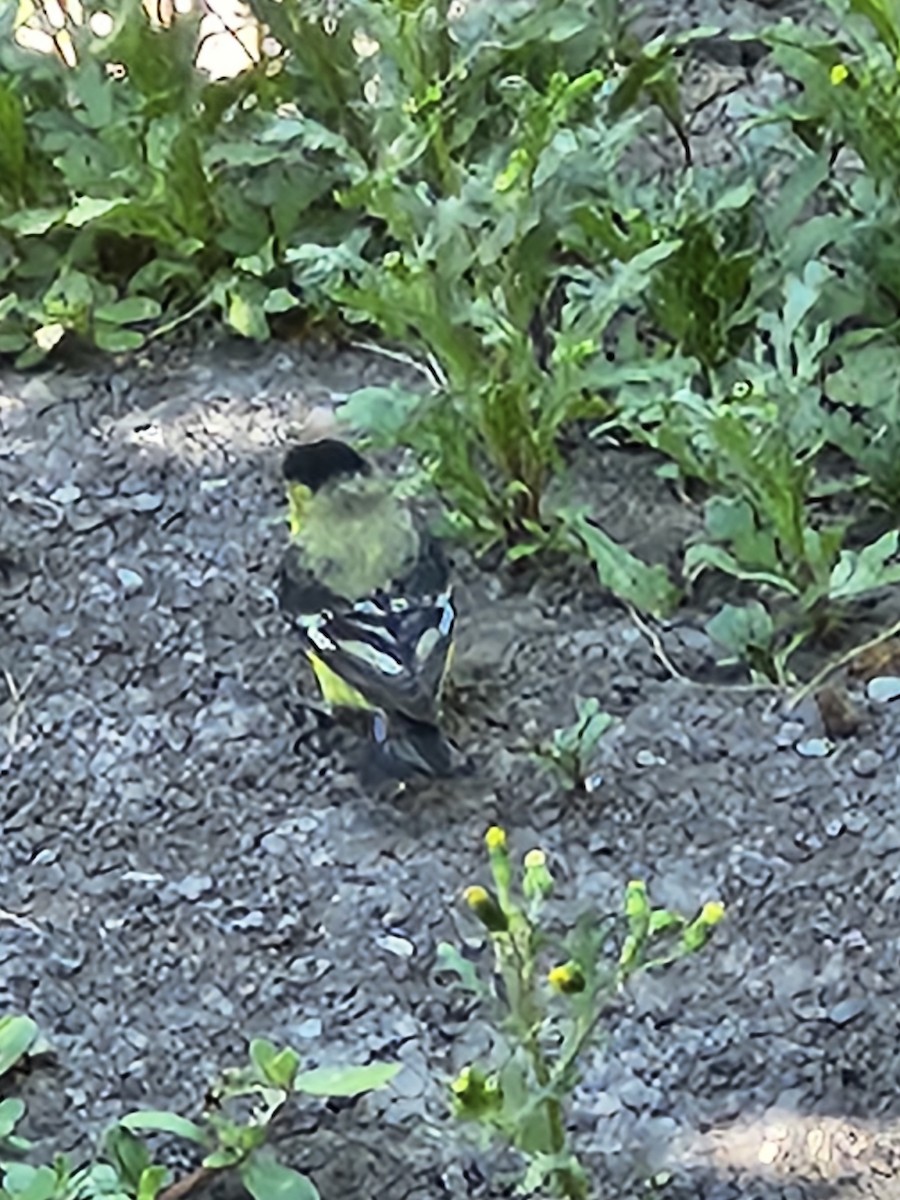 Lesser Goldfinch - ML637788426