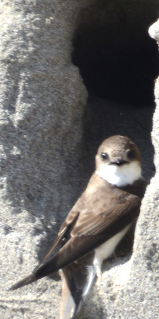 Bank Swallow - ML637788439