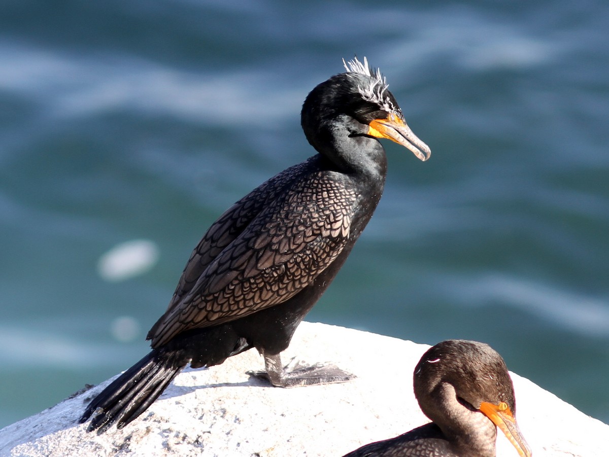 Double-crested Cormorant - ML637788441