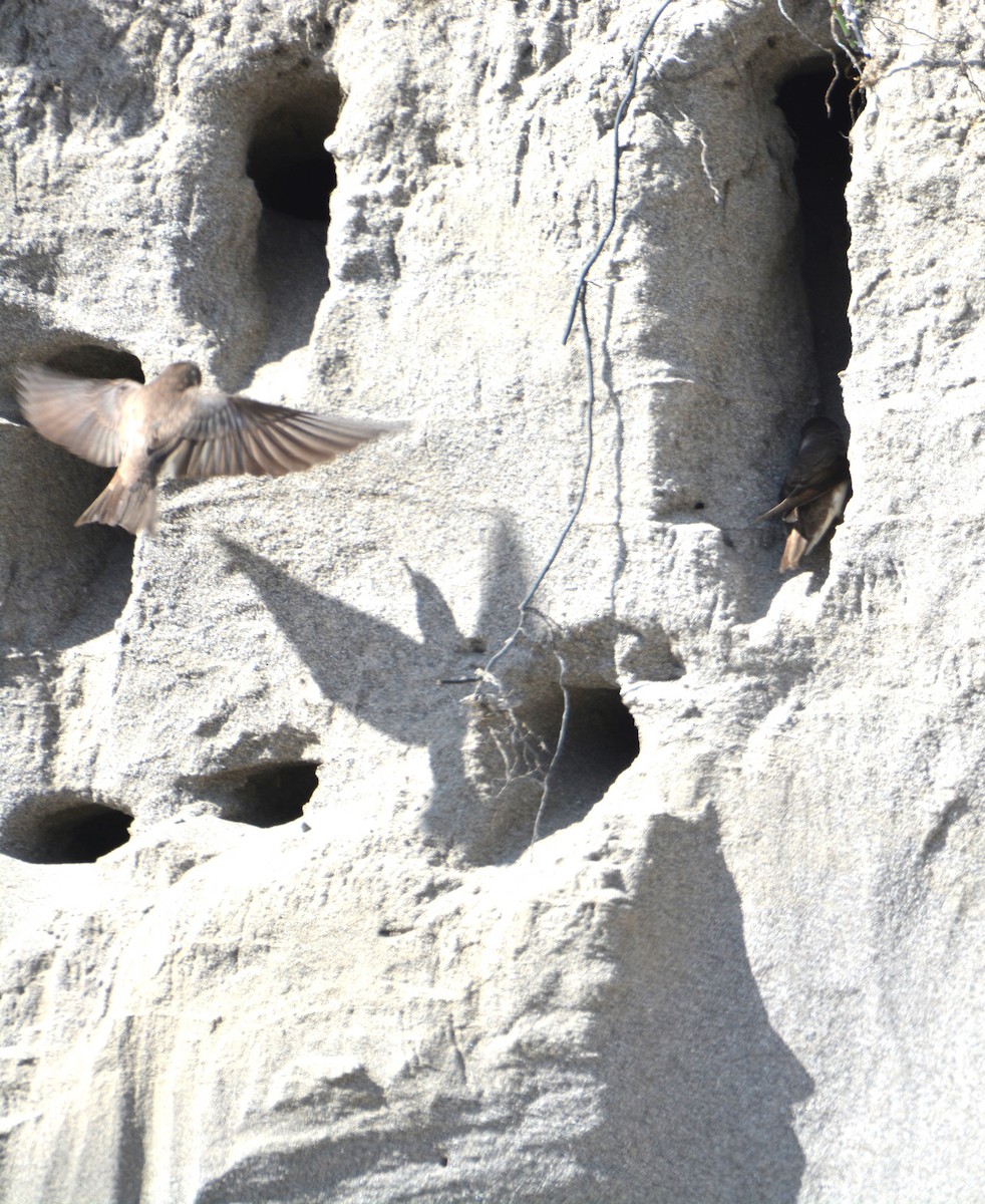 Bank Swallow - ML637788449
