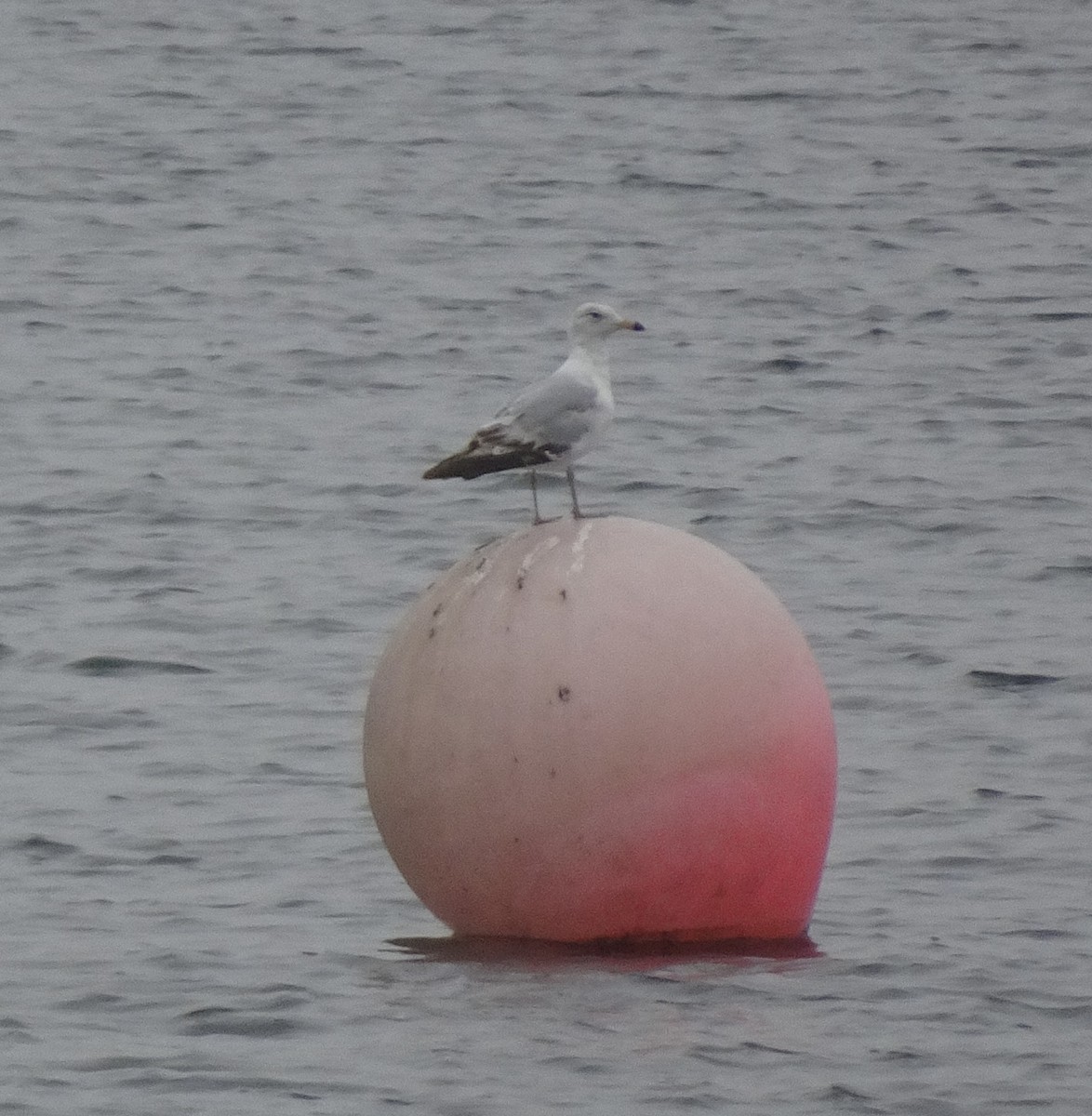 Ring-billed Gull - ML637788545
