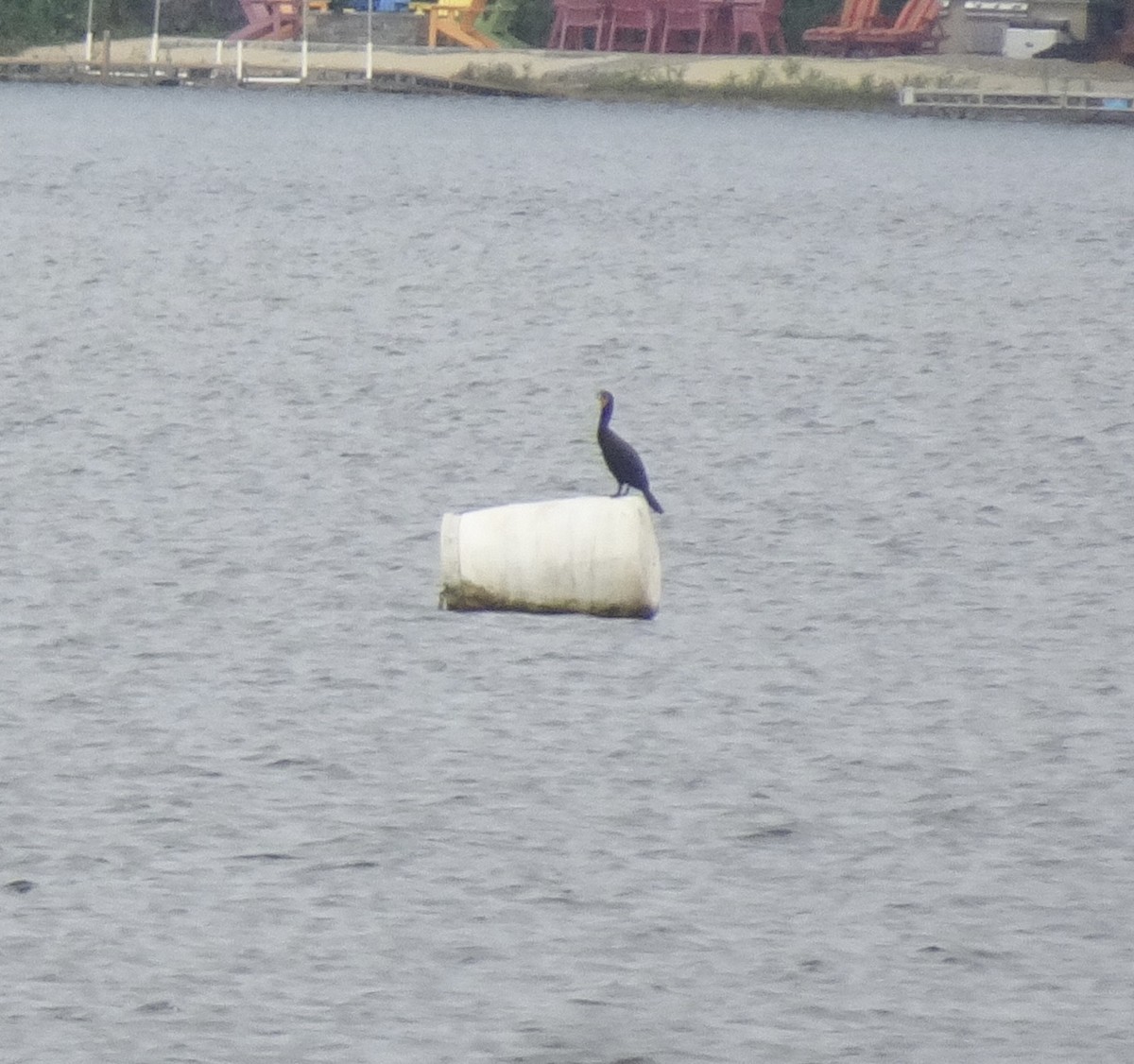Double-crested Cormorant - ML637788551