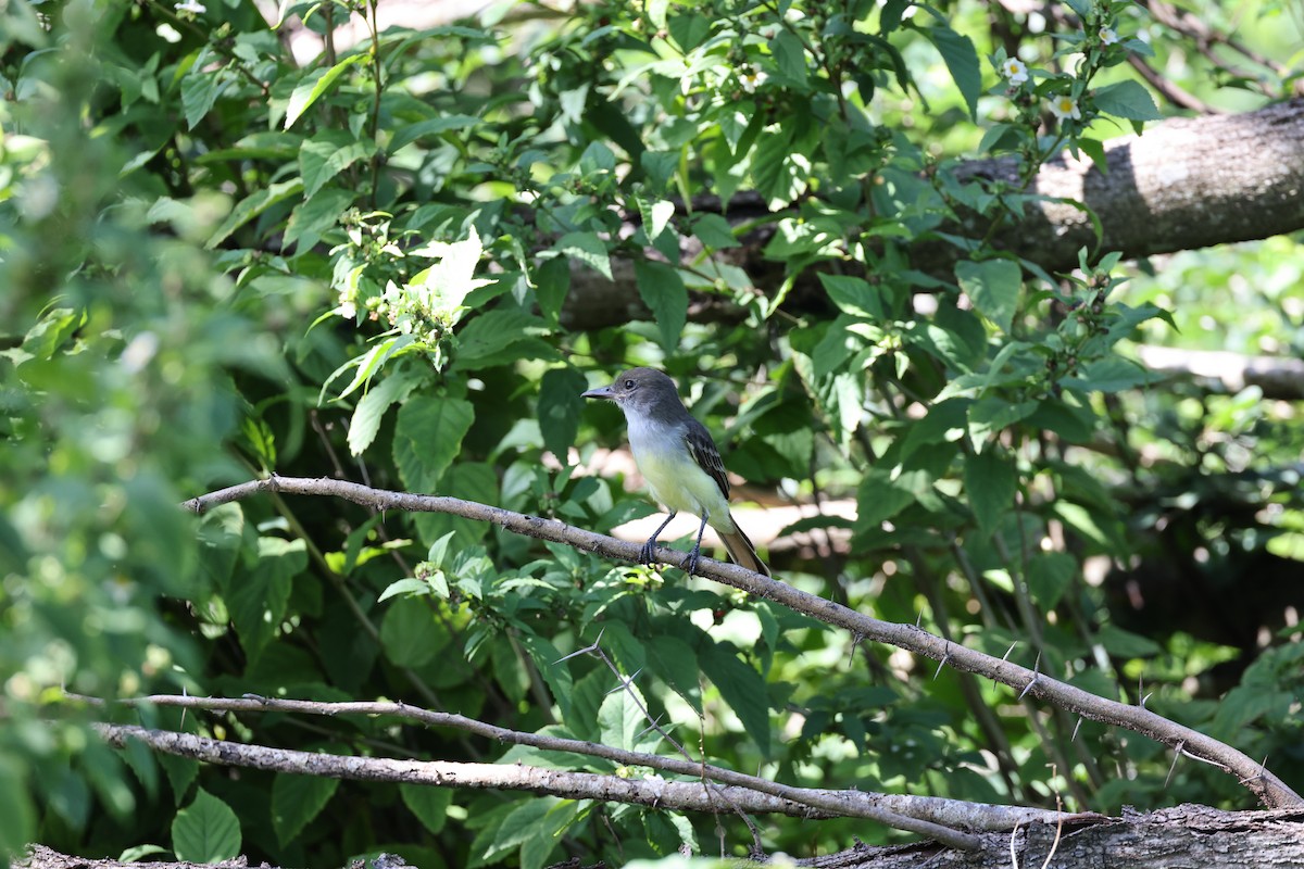 Grenada Flycatcher - ML637788643