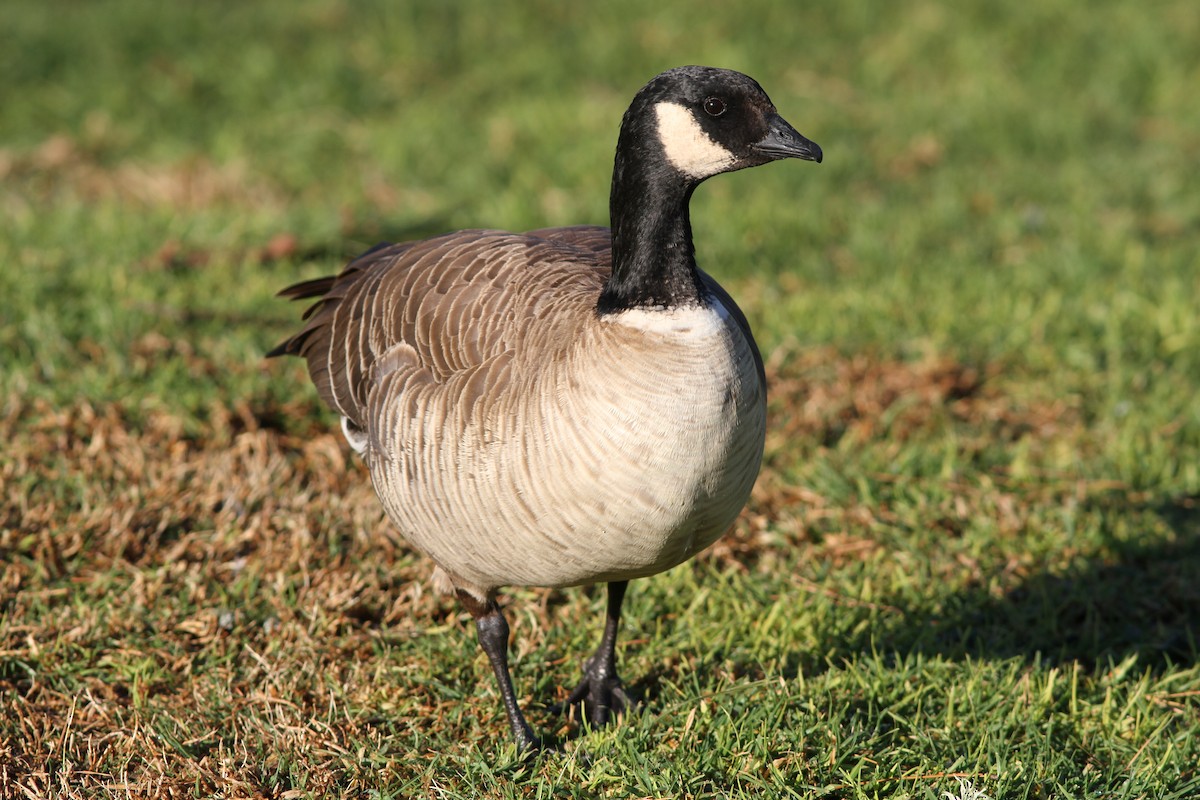 Cackling Goose - ML637788646