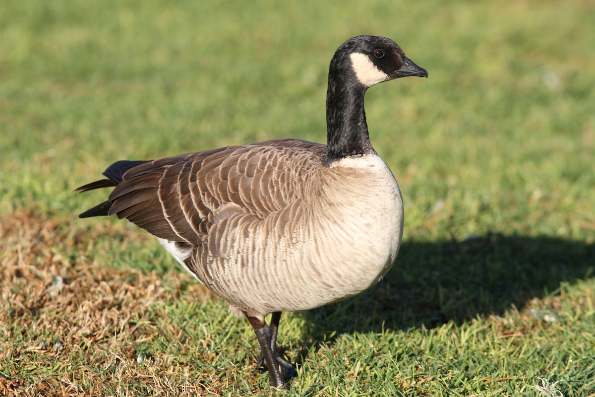 Cackling Goose - ML637788648