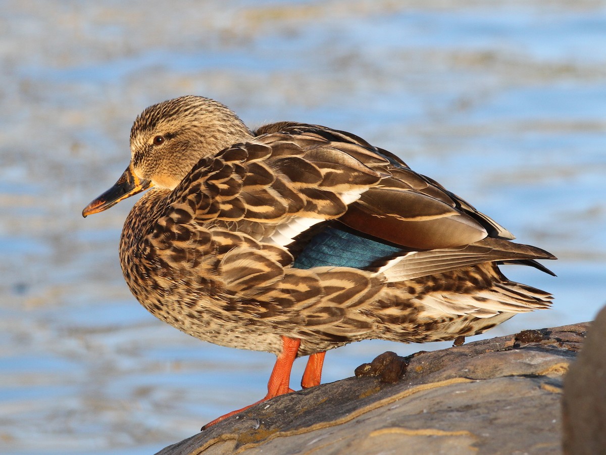 Mallard - ML637788665