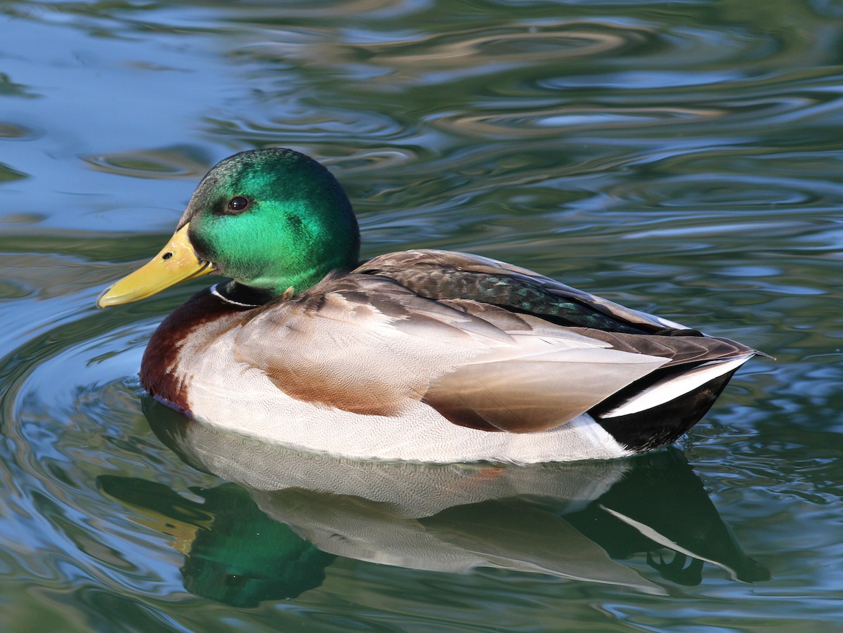 Mallard - ML637788666