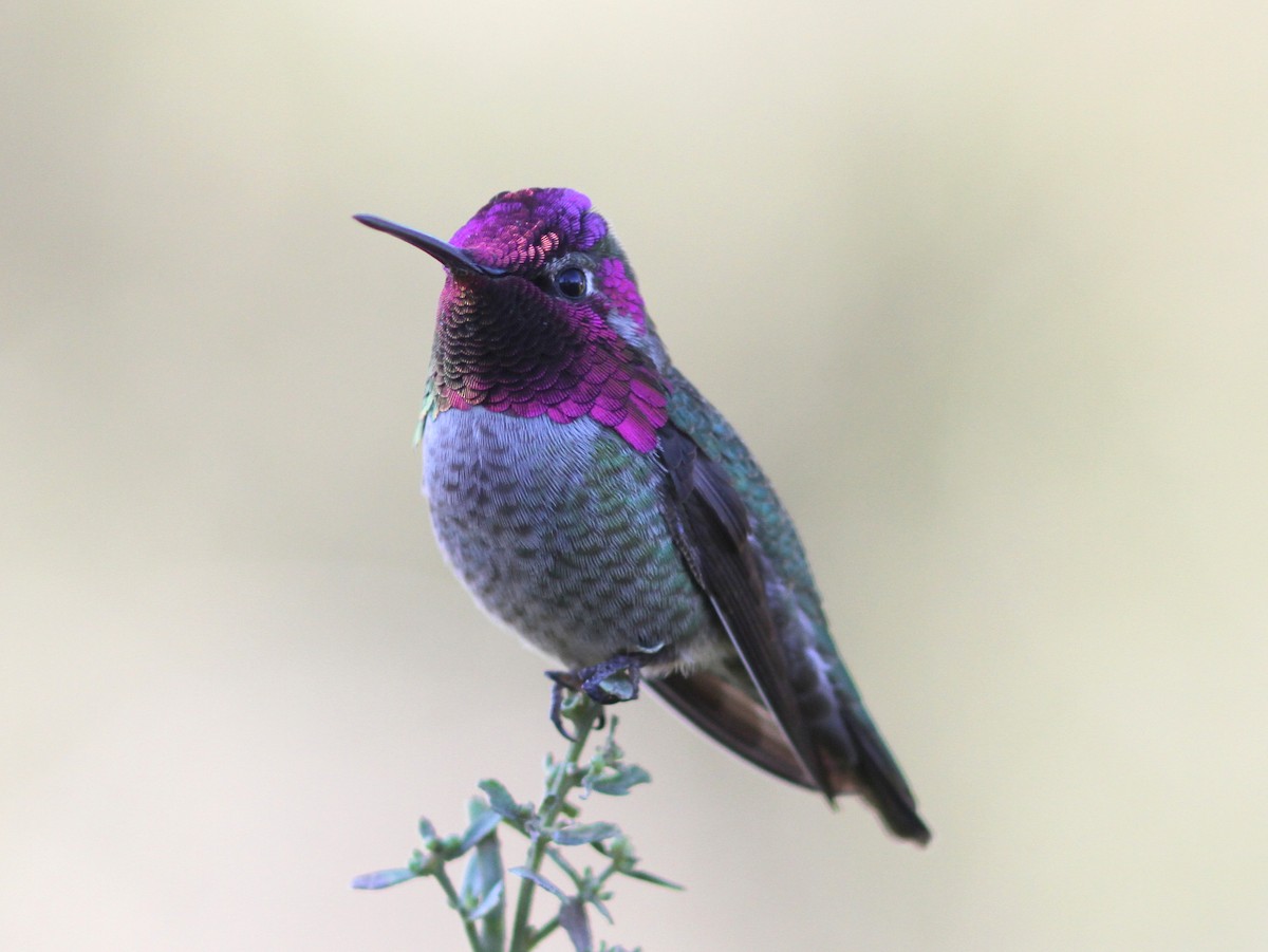Anna's Hummingbird - ML637788679