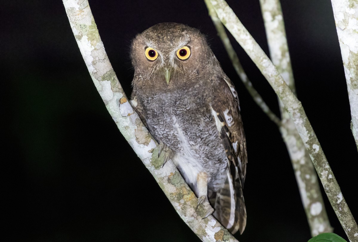 Foothill Screech-Owl - ML637788777